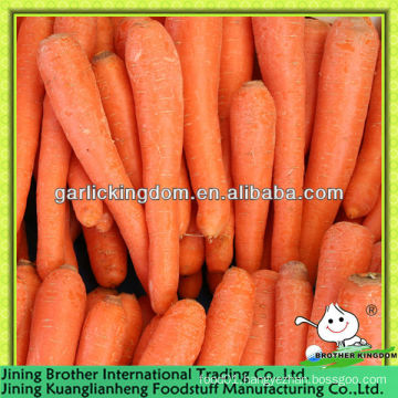 carrot wholesale